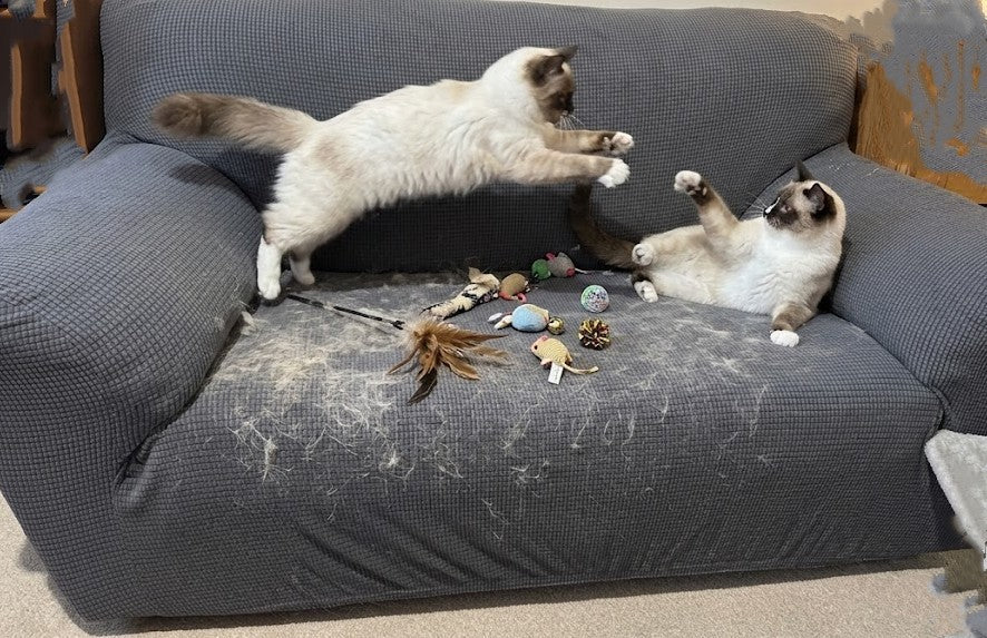 Stretch sofa cover on a sofa in a home with pets